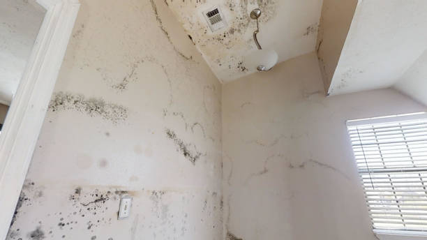 Best Black Mold Removal  in Artesia, CA