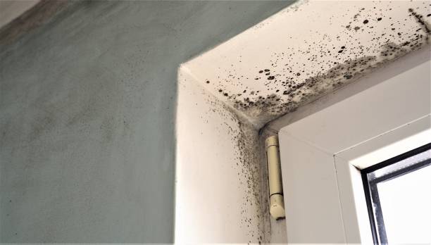 Best Industrial Mold Remediation  in Artesia, CA