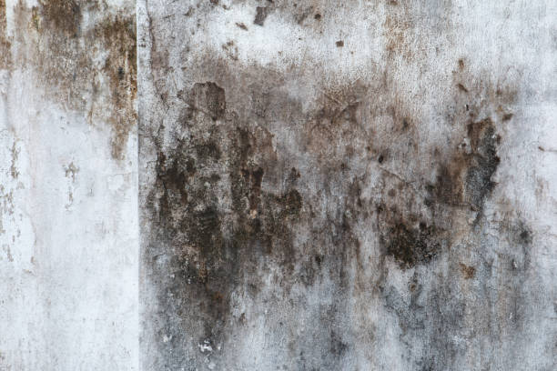 Best Mold Documentation for Insurance Claims  in Artesia, CA