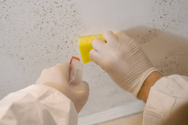 Best Asbestos and Lead Testing During Mold Inspection  in Artesia, CA