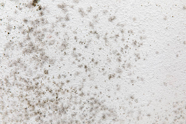 Best Biohazard Mold Removal  in Artesia, CA