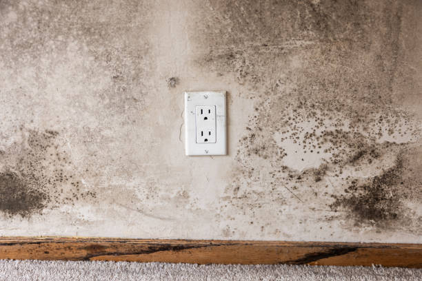Best Basement Mold Removal  in Artesia, CA
