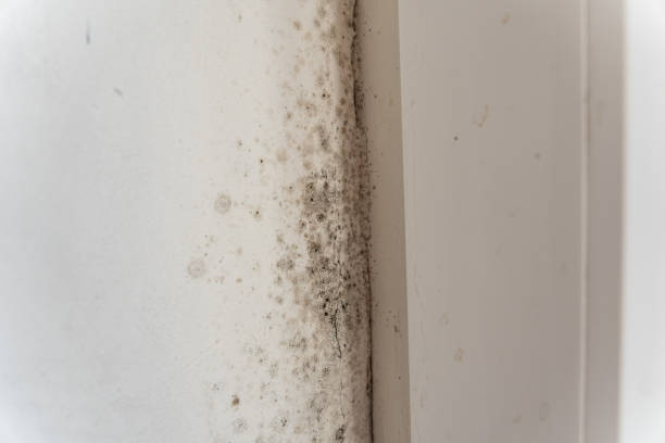 Best Mold Damage Restoration  in Artesia, CA